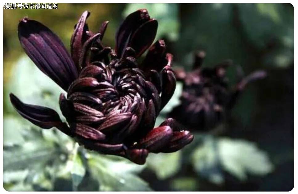 原创黑色的菊花(外两篇)