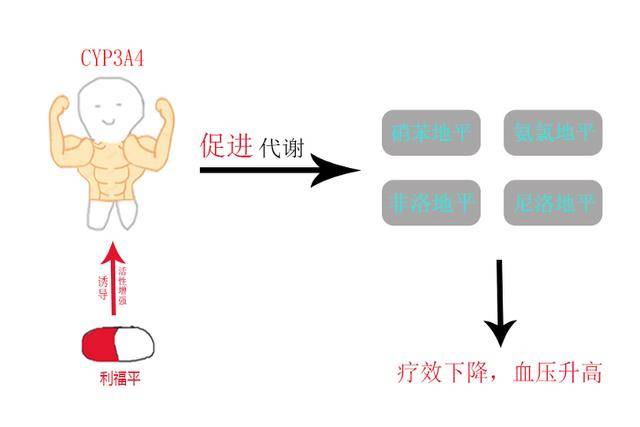 利福平的烦恼当抗结核药遇上降血压药血压反而高了