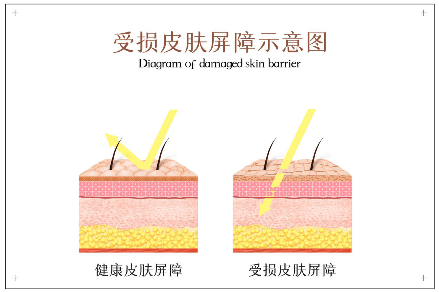 cpe外泌体科技护肤品牌,抗衰老效果堪比大牌