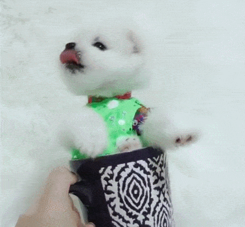 小狗被抓在手里,呆萌又可爱,茶杯犬真是萌萌哒!_狗狗