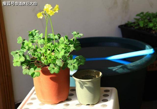 盆栽花卉怎样换盆 81f070d034f743c582e245ee8f787c3c.jpeg