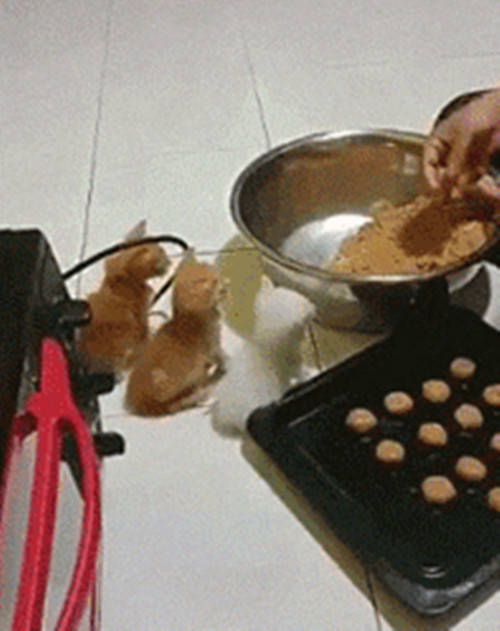 貓咪為了及時吃到鏟屎官做的食物端端正正的排排坐好，看起來簡直太萌了！ 萌趣萌寵 第1张