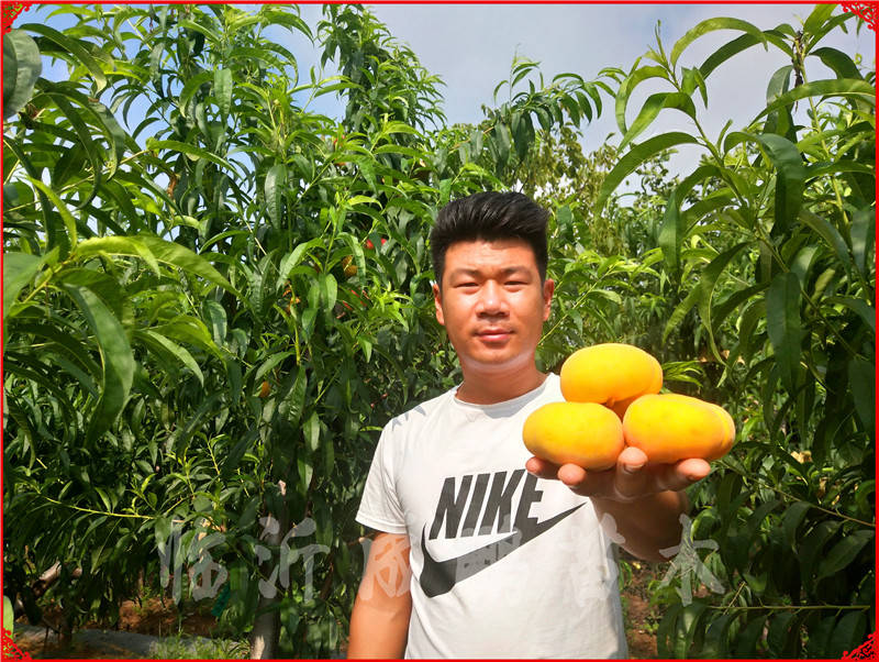 油蟠9号树苗,油蟠7-7油蟠桃等等【山东成鹏苗木发布】 蟠桃树苗新品种