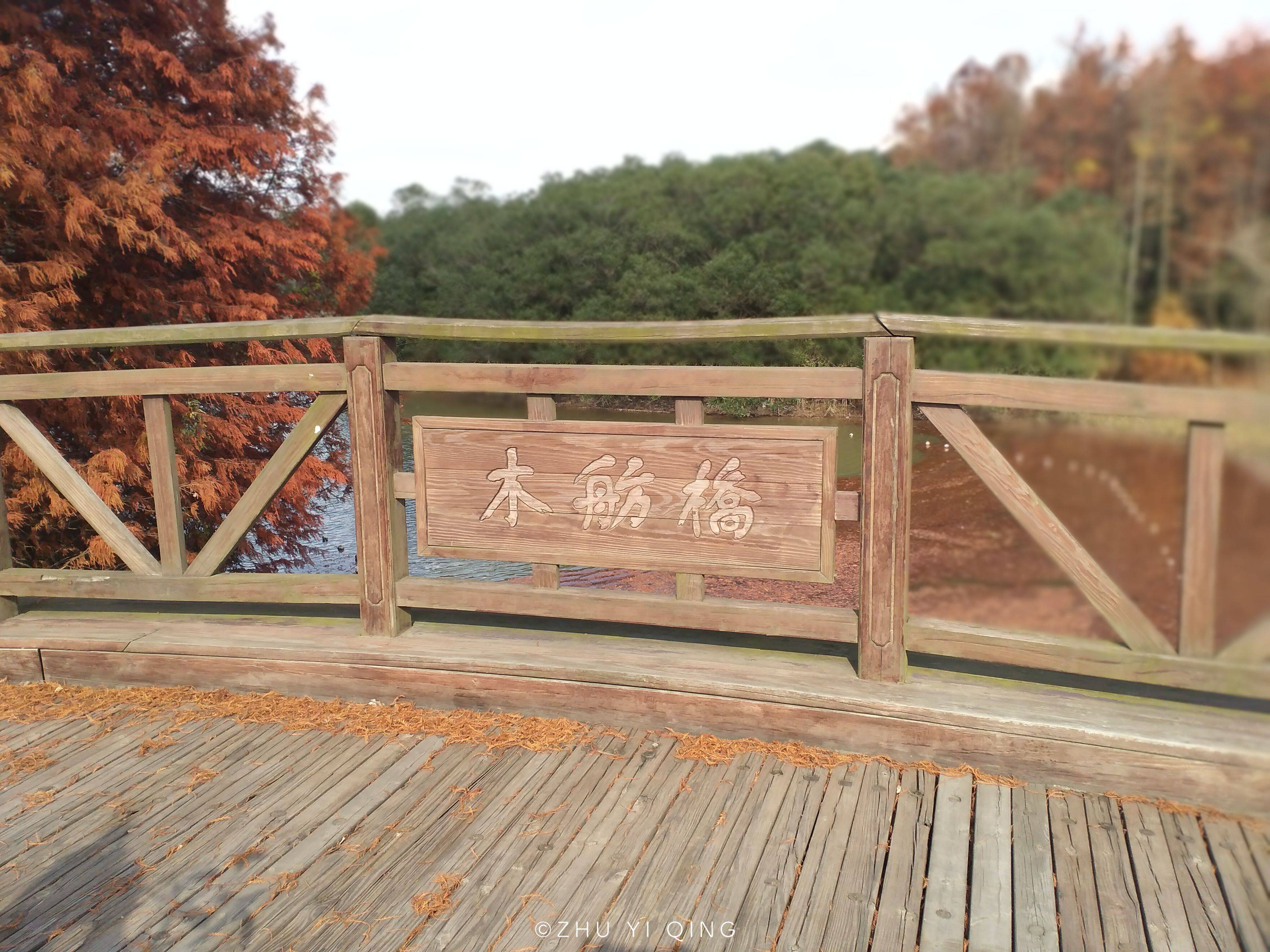 上海郊区有座低调的森林公园，拥有最美海岸线，本地人却第一次去