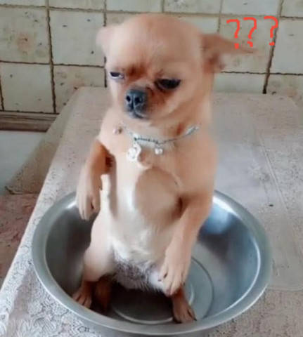 主人說要燉狗肉 吉娃娃嚇得從鍋里站起來：鏟屎的 你在嚇唬我吧？ 萌趣萌寵 第2张