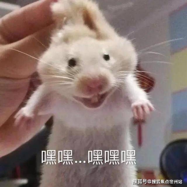 3914f105d9254b99803a900de33e34d4.jpeg