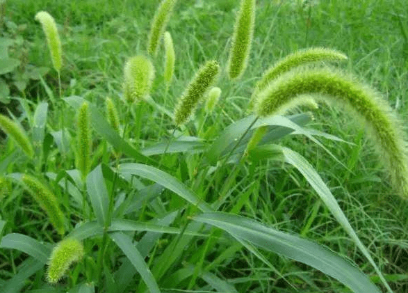 狗尾草大家都很熟悉了,小时候都有玩过,我们叫它狗尾巴草,农村到处可