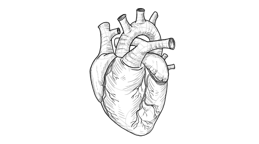 心脏怎么画?教你画出3d写实的心脏画法技巧!