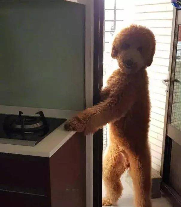 大泰迪跑到厨房讨食,这姿势把网友们吓了一跳:哪来的熊孩子!