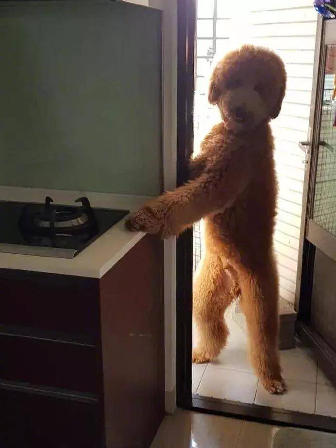 网友家里养了一只巨贵犬,平时都是在地上跑来跑去,结果这天