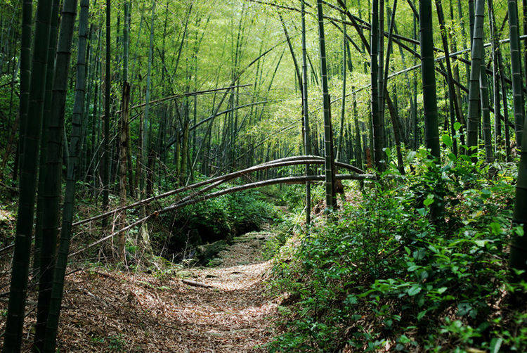 古道寻秋，徒步杭州萧富古道，登萧山第一高峰船坞山