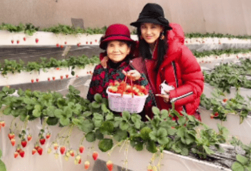 黄圣依婆婆超豪气,建空中草莓棚带孙子采摘
