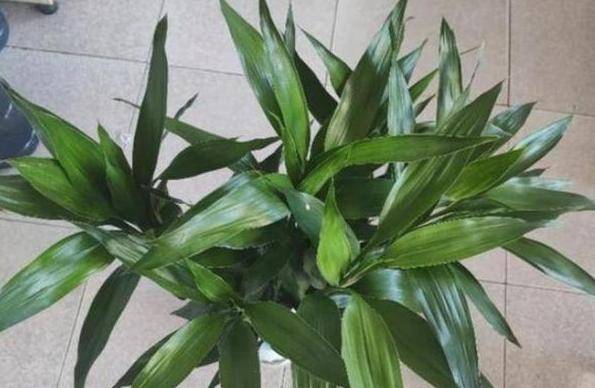 富贵竹几天换一次水好 5edfb309cdd5425c9a222ef0333e5bf7.jpeg