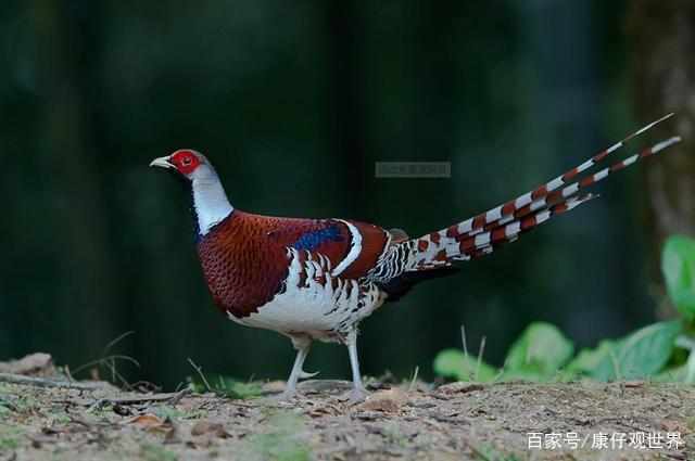 世界上一共有几级保护动物 84a4c13a2cd94a3b9036cafcd77973d1.jpeg