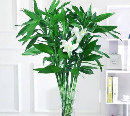 富贵竹几支有讲究吗 c6cc3af190974c3686755d2c0c02d9cd.jpeg