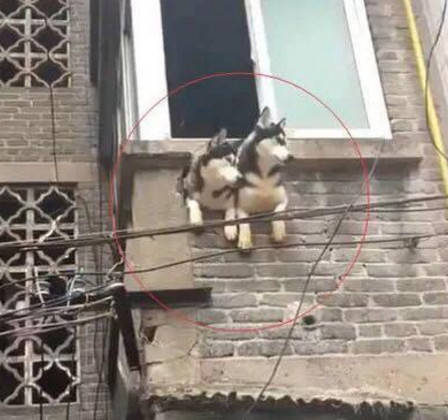 寵主擔心家裡的二哈不純 直到它們把牆都拆了 每天趴在洞口等主人回家 萌趣萌寵 第3张