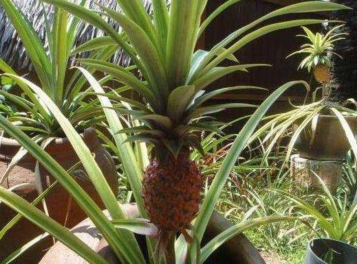 菠萝怎么种多久会结果 3e31fde2c0274de2a65b45fe4c06185b.jpeg