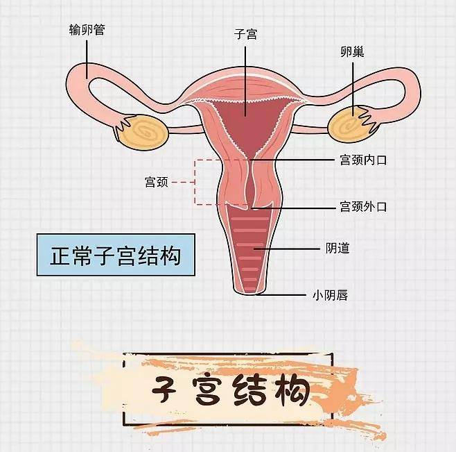 产后,子宫体的高度每天都会下降1-2厘米.