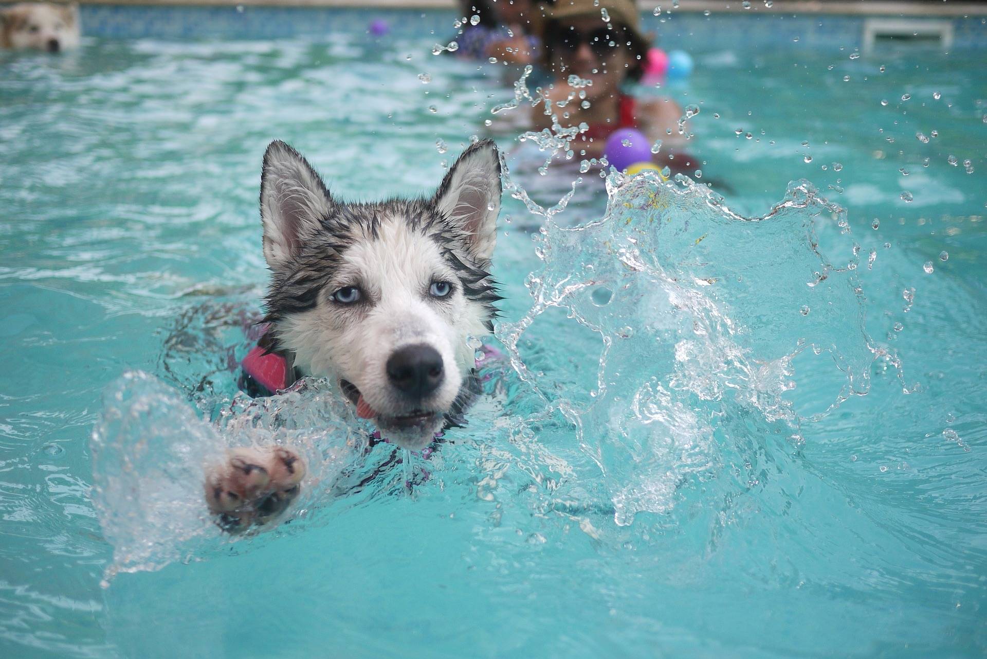 狗为什么会游泳 揭秘狗狗游泳的原因和技巧？