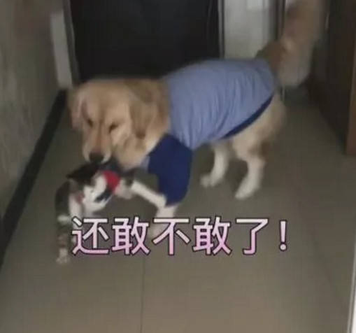 狗为啥会偷吃狗粮 684a9801a37e469ea31c305d70a51b07.jpeg