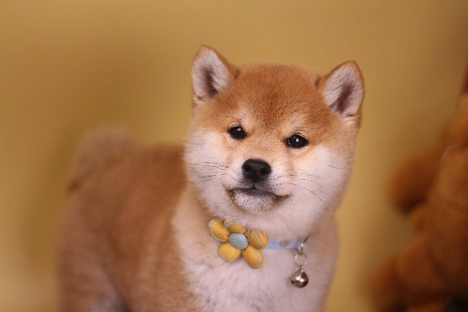 柴犬好养么？柴犬的性格剖析_搜狐网