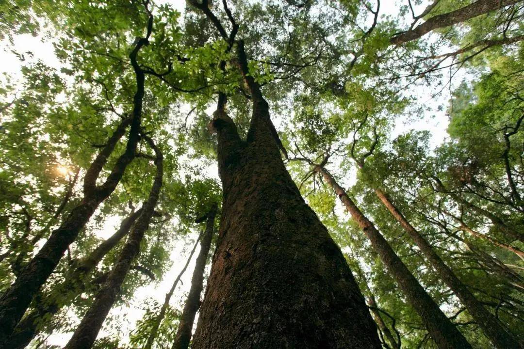 那些传闻中的高杆古树天门山高杆古树