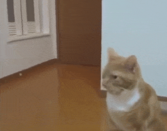 猫咪舔了屁屁之后,表情五味杂谈,差点被自己臭懵!