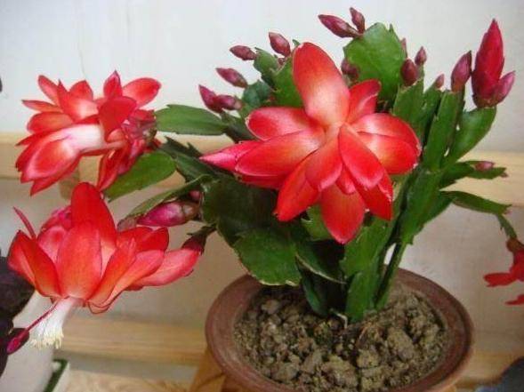 盆栽花卉绿植热门款 4c40291a7bca4b6387842959561f268b.jpeg