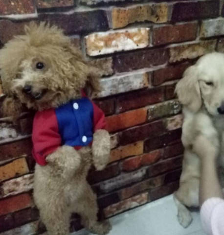 狗狗犯錯被主人罰站，金毛一臉生無可戀，泰迪卻站著跟主人賣萌！ 萌趣萌寵 第2张
