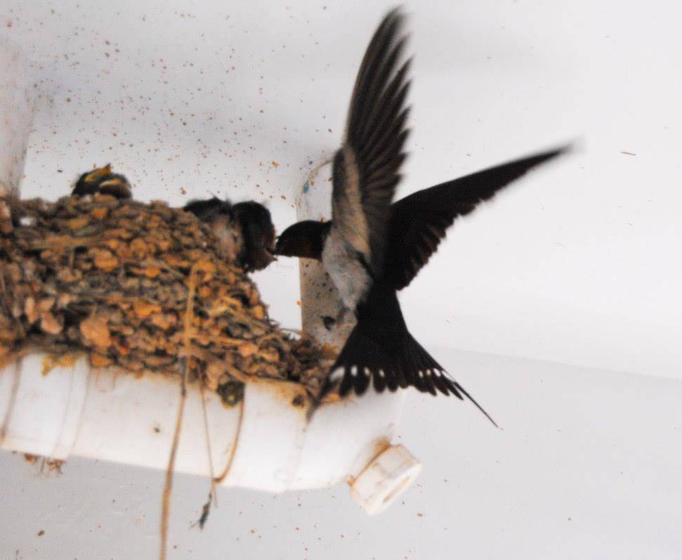 成语燕子什么_燕子蛋是什么样子(3)