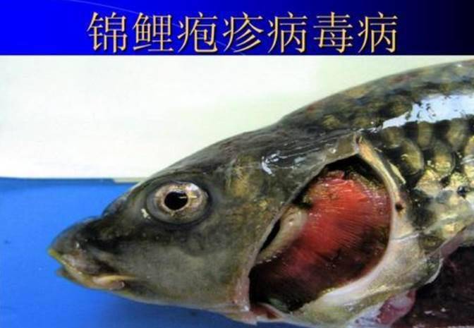 78a7763d755c46d49b96c12099f0e5db.jpeg