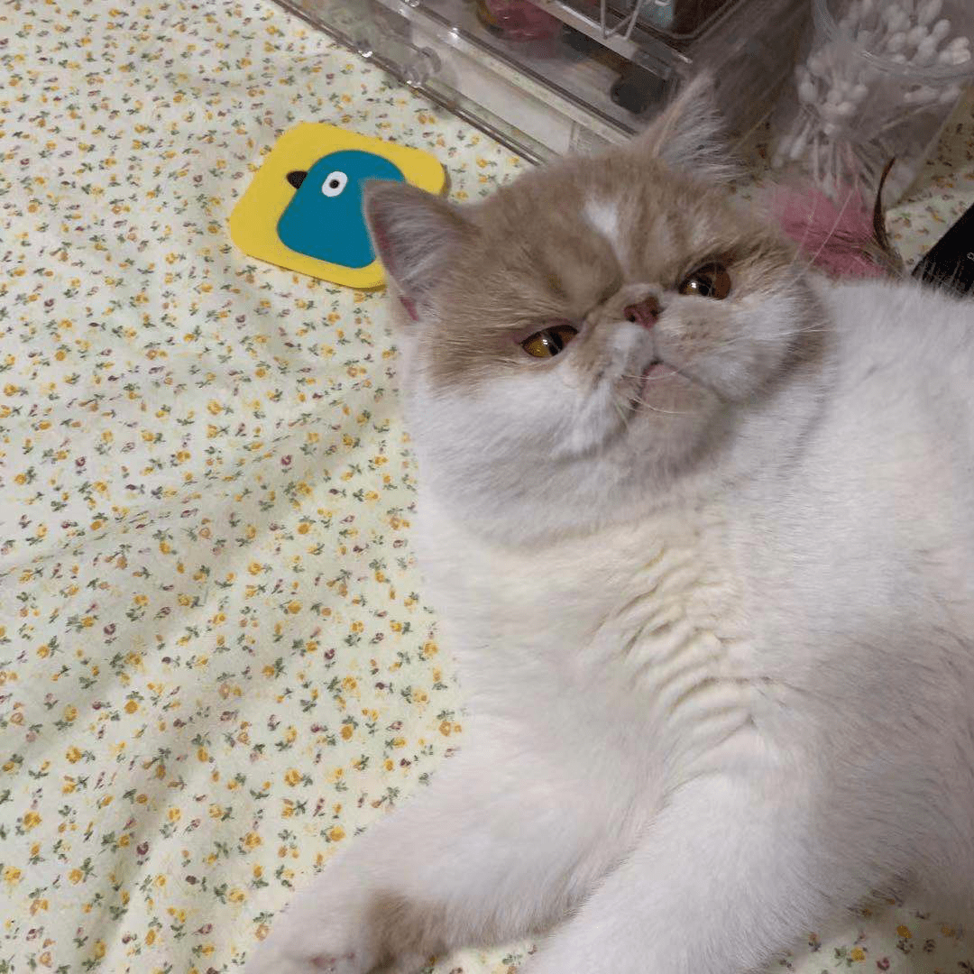 db8e7e7dc45f429ba7dab30388482486.png