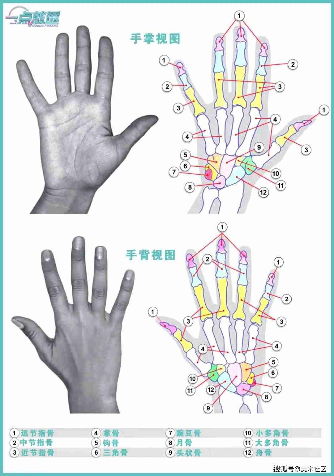 形与比例手部外形分析手一般分为三个部分,由手腕,手掌,手指组成.