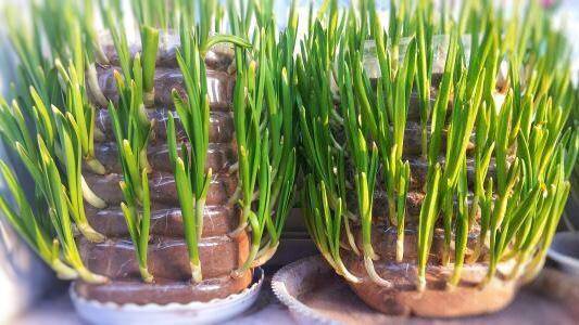 水加什么可以种葱 e680f1f9c0984d99be0e855cc7a9933c.jpeg