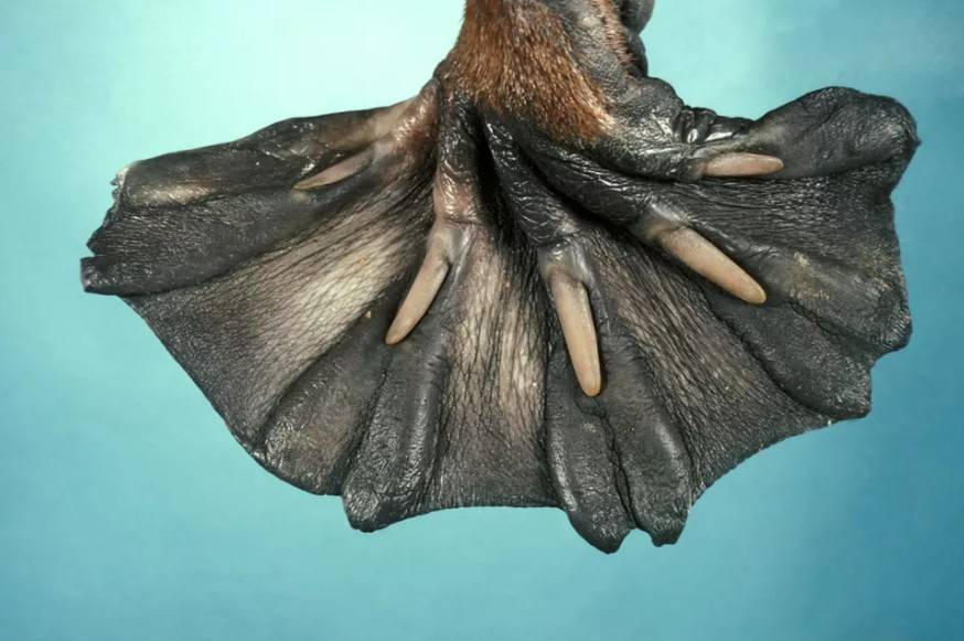 platypus feet considered flippers or paws