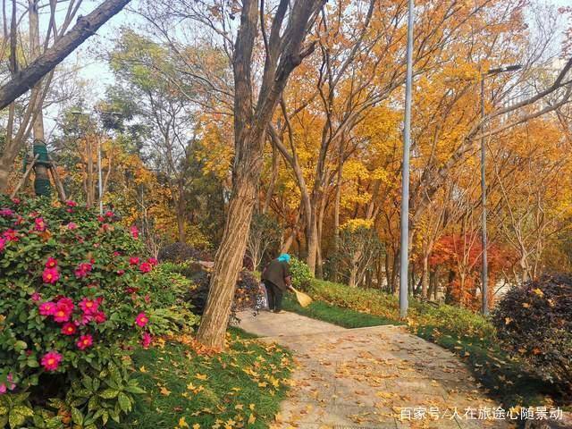 南京江宁竹山公园,美爆的免费赏枫景点,地处闹市却鲜为人知_叶子黄