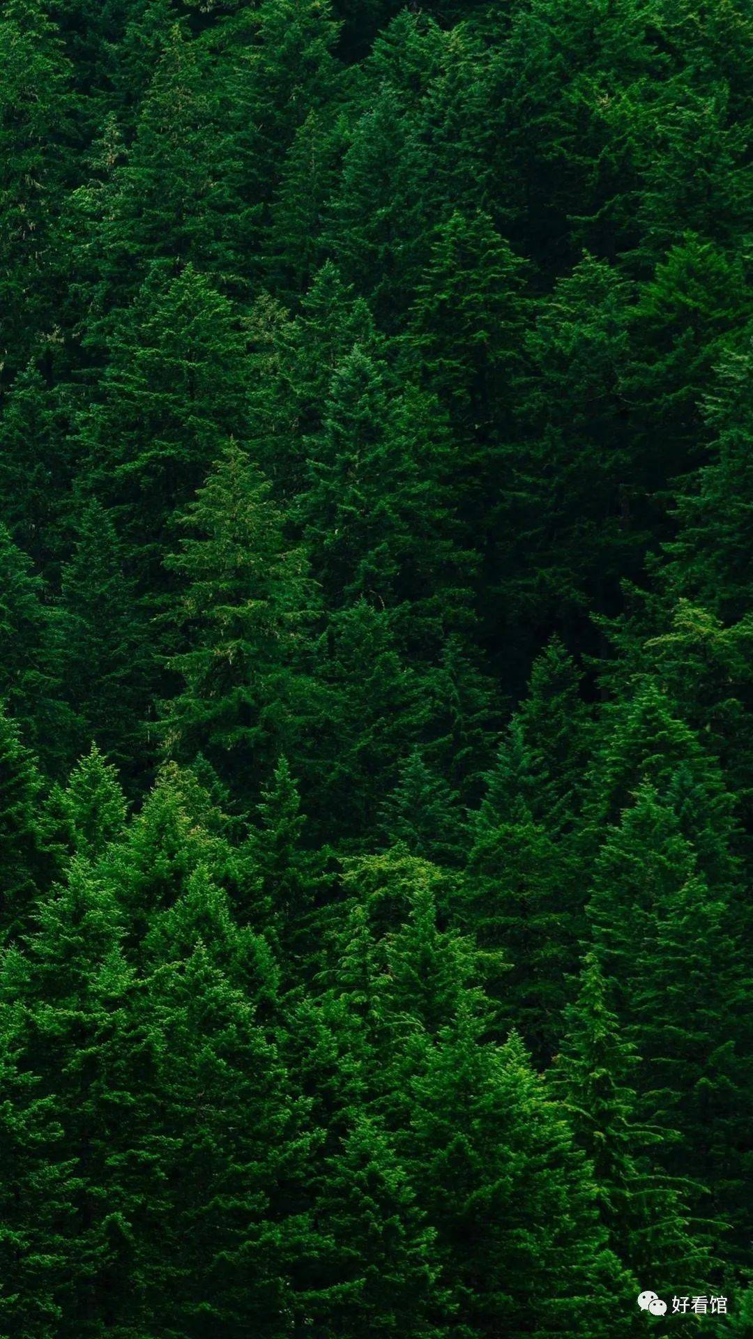 大自然绿色森林护眼风景壁纸|风景图片大全 大自然壁纸
