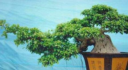 养榕树盆景?看这一篇就够了,梦想还是要有的,本该为景别变成栽