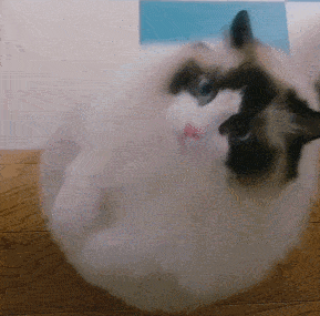 这6种猫咪对主人很忠心,看你养了没有?