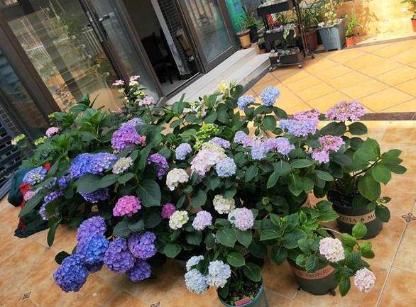 适合家里养的花高颜值 90cb95ab0c994b5d9829b6951382d850.jpeg