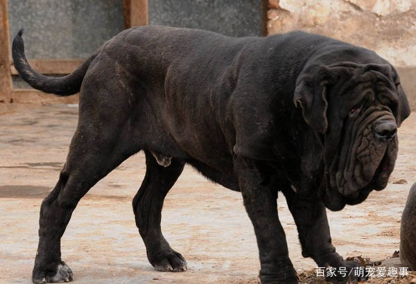 原创世界十大凶犬最新排名很多国家都严禁饲养