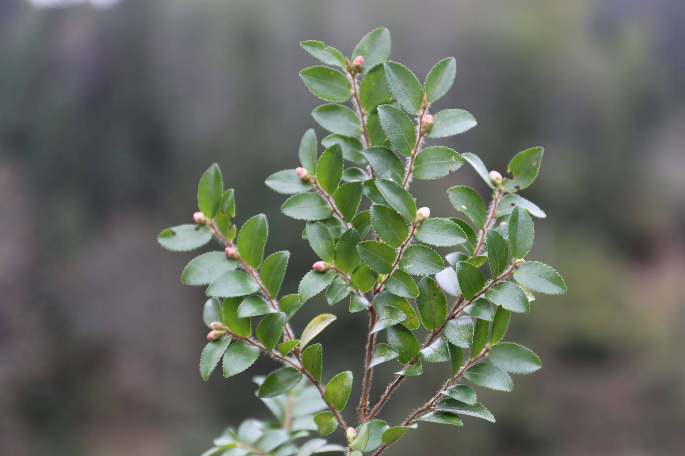 庆元植物1360山茶科山茶属毛枝连蕊茶