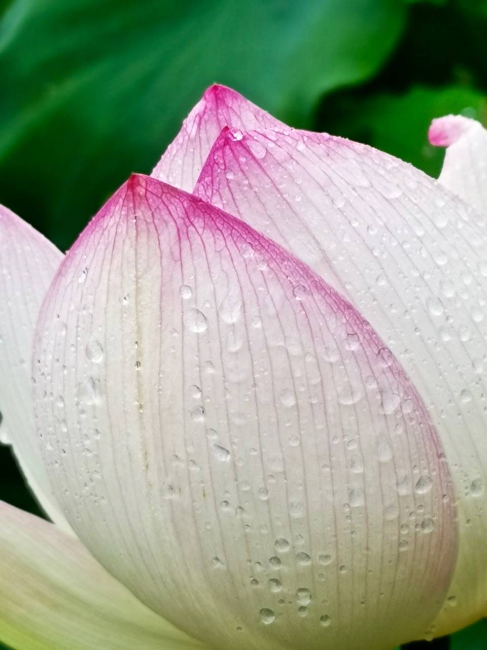 以晨跑之名,去悉尼皇家植物园看雨露荷花