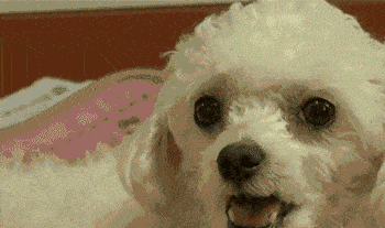 94d91ff3aa3a49aeb07aa9b1eae02dc6.gif