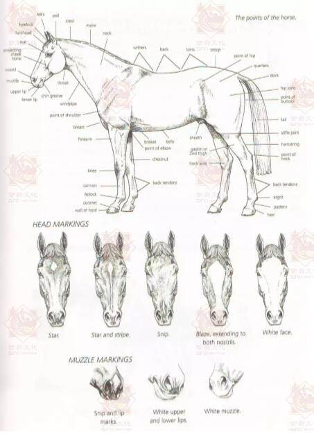 原创涨知识:马匹身体各部位名称都是什么 你知道吗?