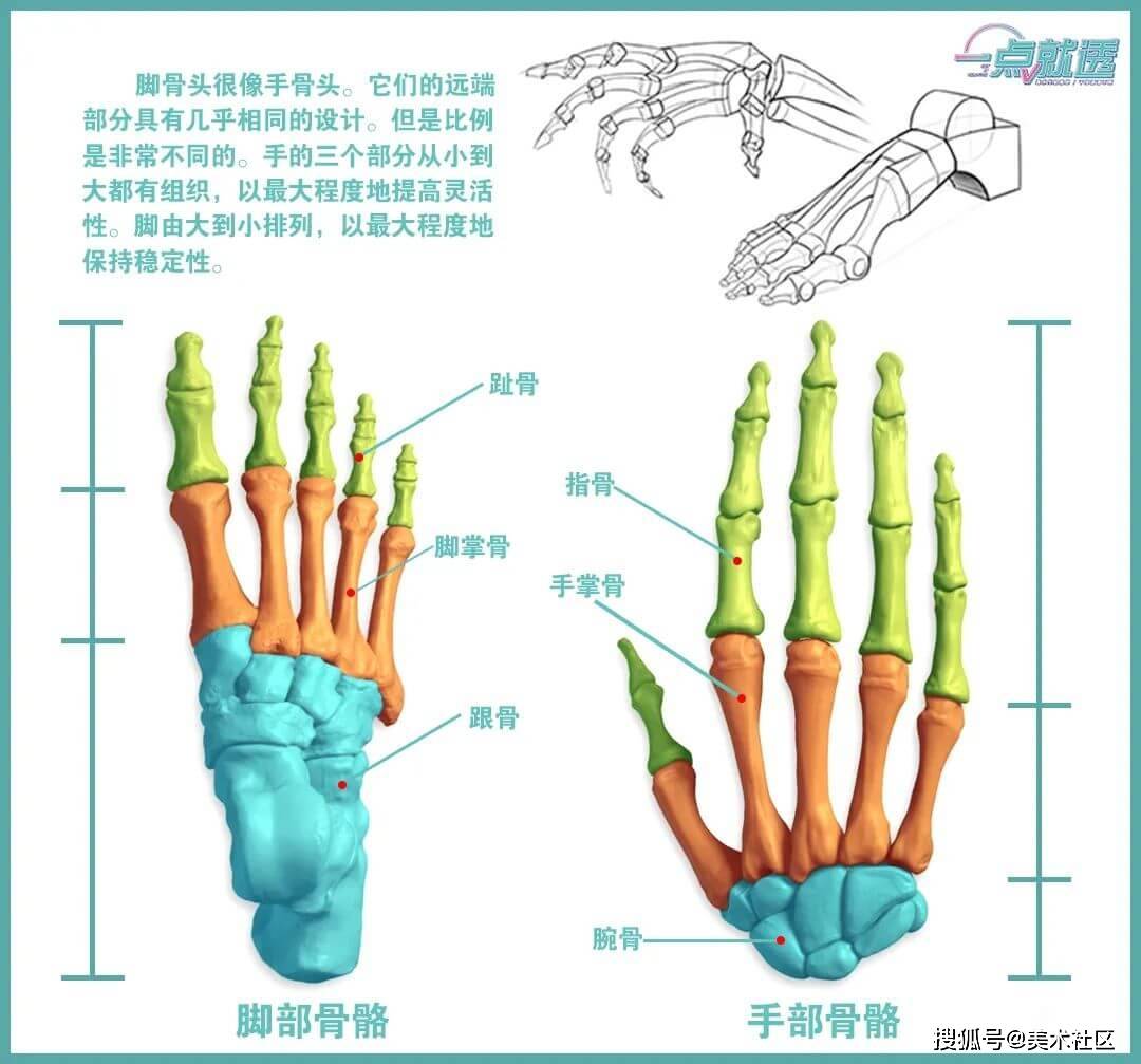 脚骨头很像手骨头.它们的远端部分具有几乎相同的设计.