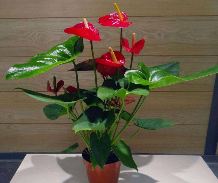客厅养花,就养三种"吉祥花",有好寓意!_花卉