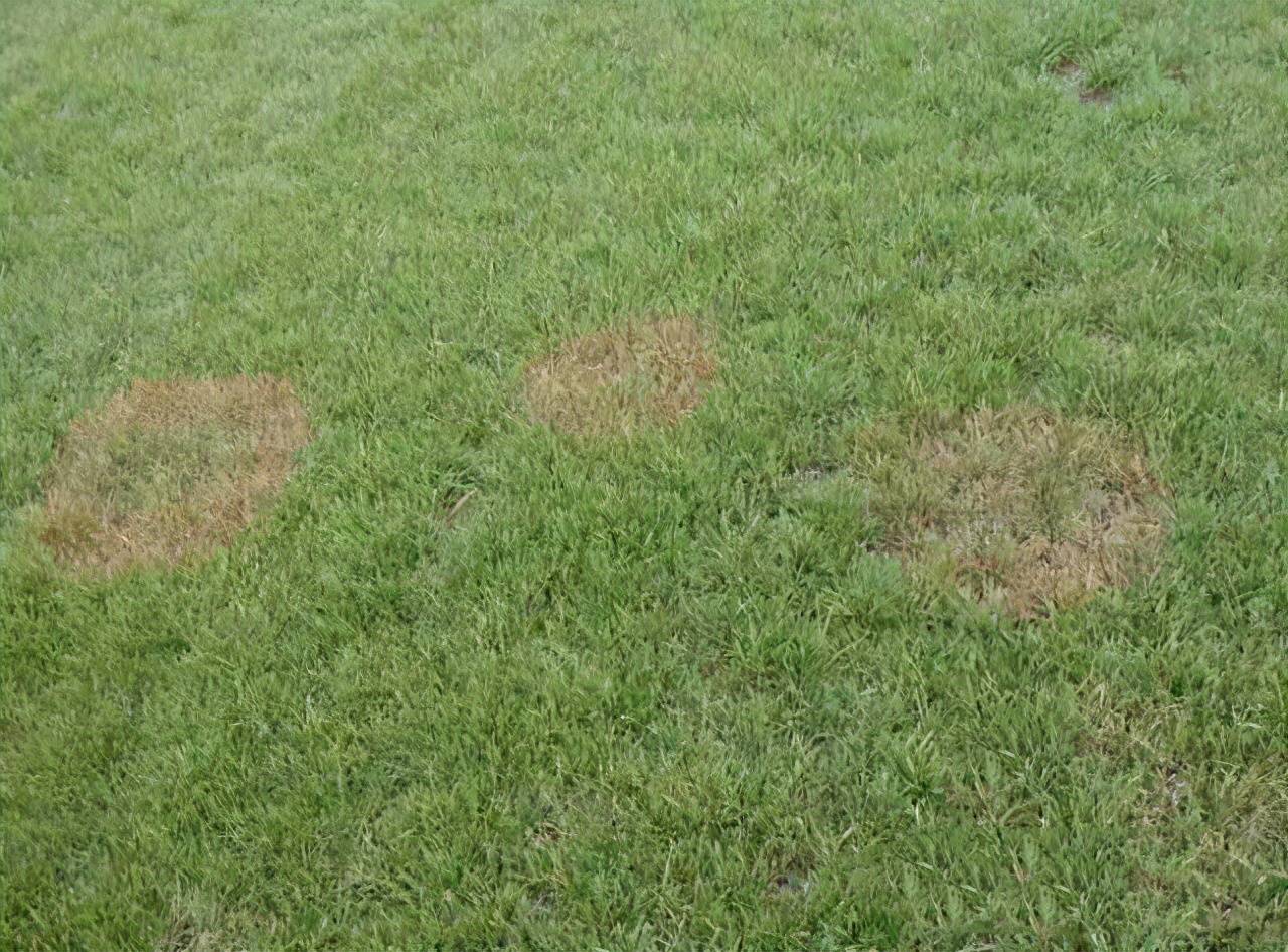 病虫害导致草坪黄化具体原因: ①引起草坪黄化的病害主要有:锈病