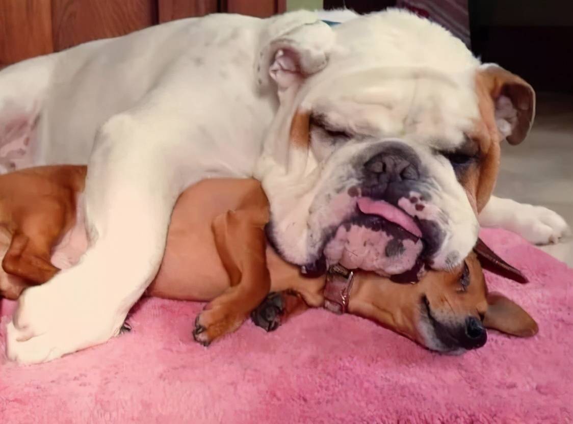 复活节兔子英国斗牛犬——图库图片© adogslifephoto #67115785, image size:1124x832