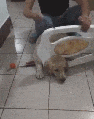 金毛头被卡进凳子,主人撸起菜刀,行为让网友直呼:笨!